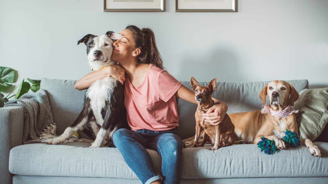 Vet Home Certs: Quick Animal Certificates Across the UK
