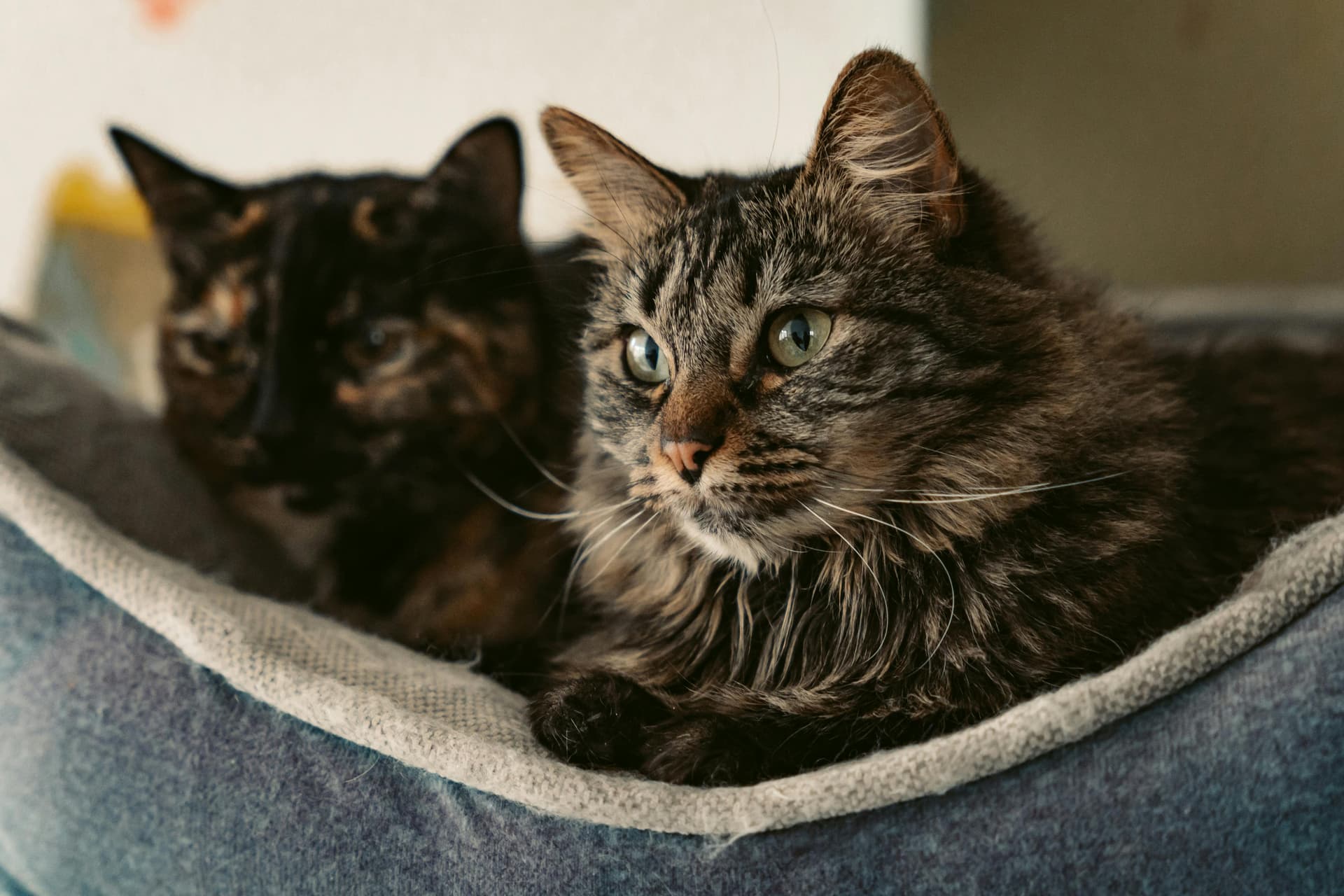 Healthy, Well-Socialized Maine Coon Kittens for Sale in Northern California