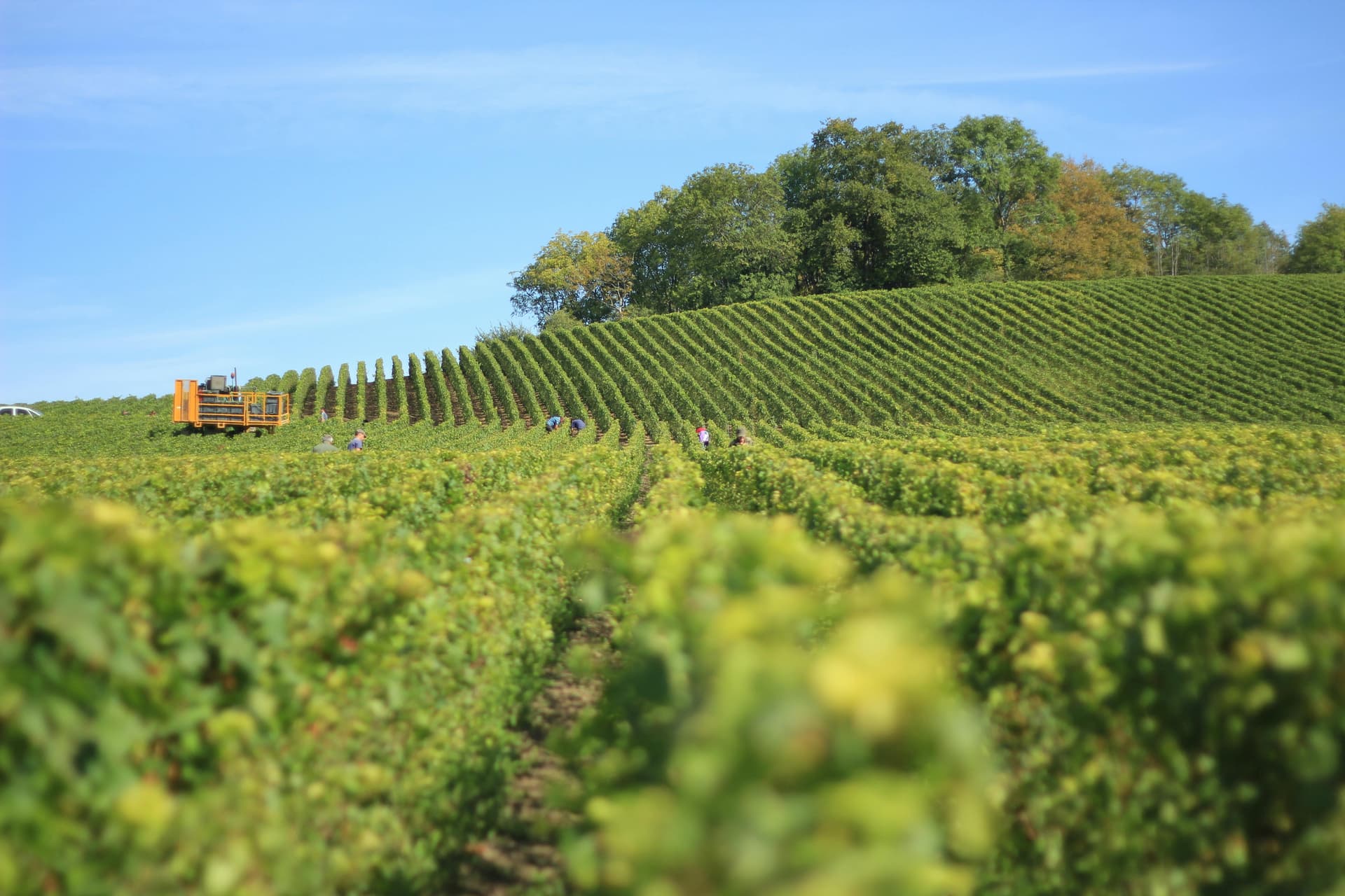 Exploring Boutique Vineyards in Northern California Wine Country