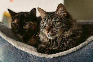 pexels-mikegles-16622850