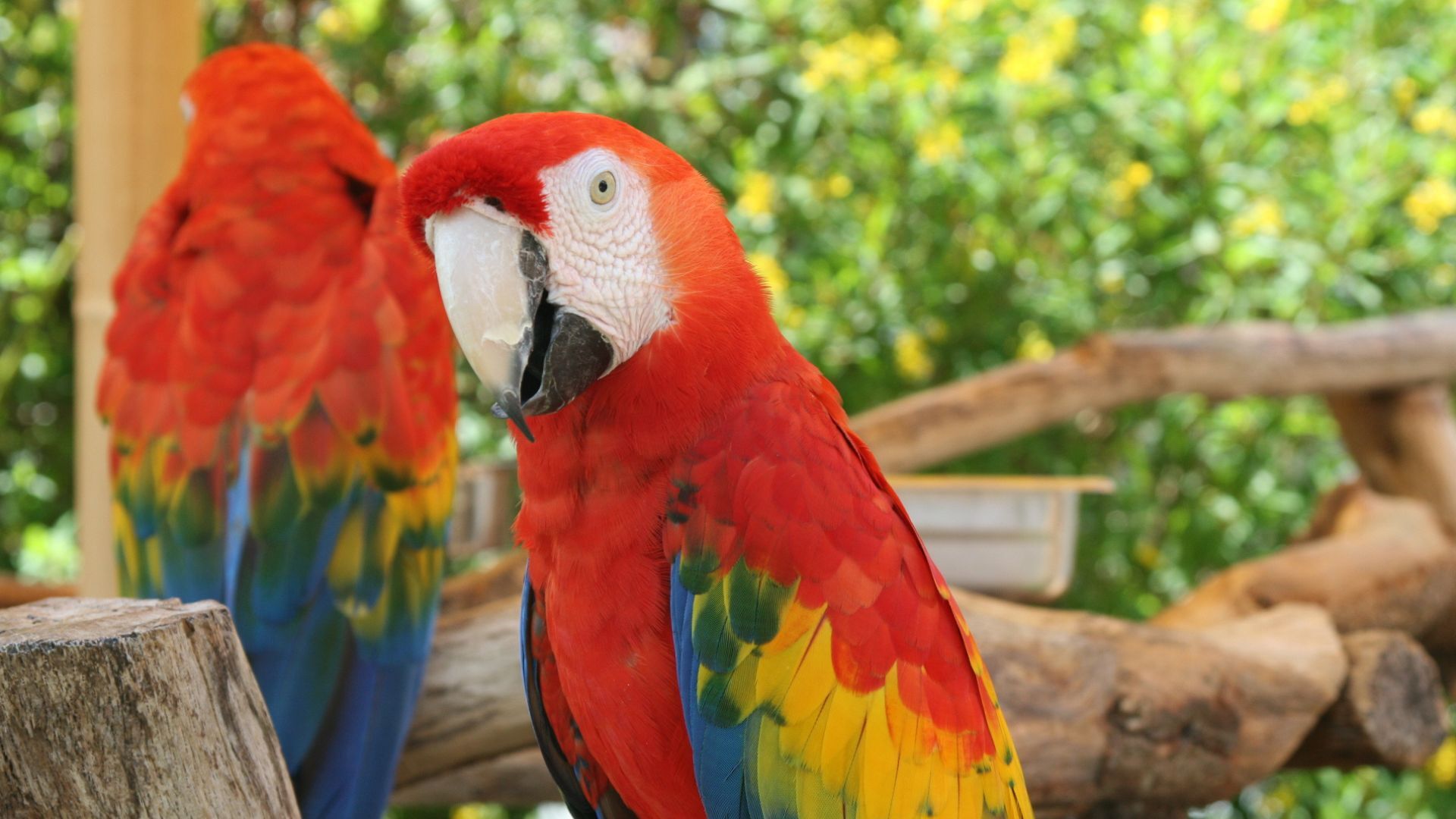 Cockatoo Parrots – Candle Tested Eggs Amazing Birds Farm